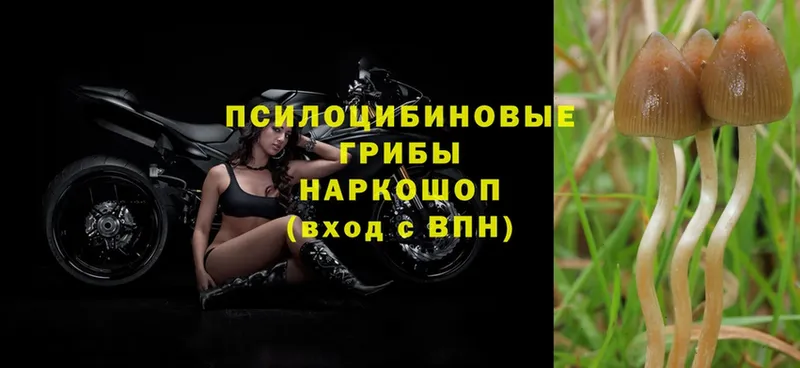 Псилоцибиновые грибы Psilocybe Беломорск